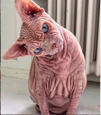 Así es 'Xherdan”, el gato más arrugado y aterrador que se viralizó en internet