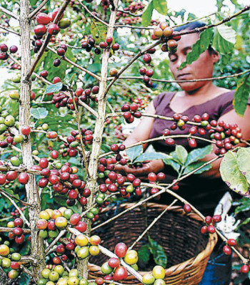 Exceso de café hace caer precio