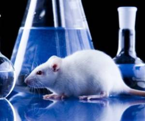 Los experimentos se centraron en el bulbo olfativo, una estructura que se encuentra detrás de la nariz en animales y humanos. Foto Canva.