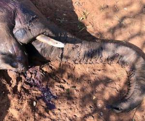 Un elefante muerto en el Parque Nacional Hwange, Zimbabue. Foto AP.