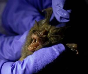 Los investigadores creen que es probable encontrar en los murciélagos de Tailandia el mismo virus que causa el COVID-19. Foto AP.