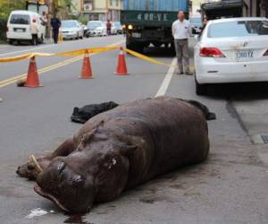 El hipopótamo yace en el suelo tras fracturarse una pata. (Foto: AFP)