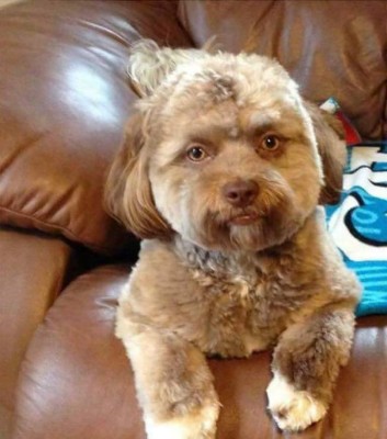 Así es el perro con cara de humano que causa furor en las redes sociales