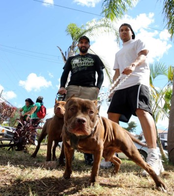 Honduras: Exigen protección para sus fieles amigos