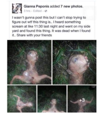 Halla extraña criatura en su patio