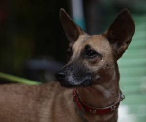 Nicky fue rescatada en Yuscarán y presentaba un fuerte grado de desnutrición