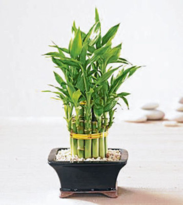 Una casa decorada y con buena suerte