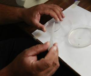 En el laboratorio de la Regional Metropolitana se analizan las pruebas de infestación larvaria.