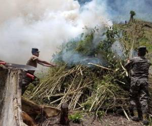 Miembros de Fusina realizaron la quema de marihuana en un sector alejado de la población hondureña.