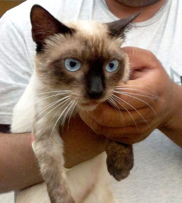 Así celebran hondureños el Día del Gato