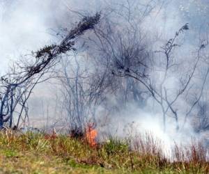 Los incendios forestales están acabando con hectáreas de bosques ante la indiferencia de las autoridades. (Fotos: Efraín Salgado)