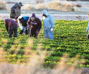 La principal actividad económica de los hondureños en Estados Unidos radica en el área de servicios.