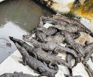 En la Granja de Cocodrilos Continental hay alrededor de 7,500 reptiles que han sido criados en cautiverio.