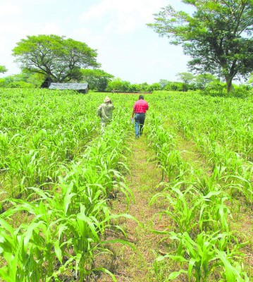 Irregularidad de invierno no impedirá buena cosecha en Honduras