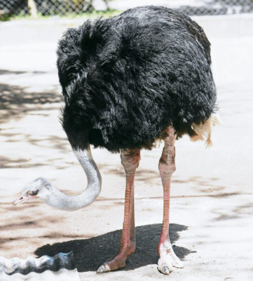 Un vistazo a nuestra fauna nacional