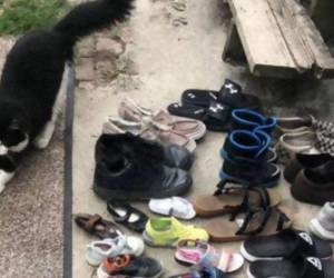 En total el gato se ha robado 80 piezas de calzado, algunos incluso son pares.