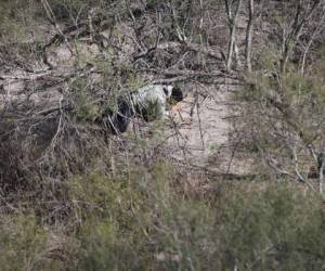 La muerte asedia a migrantes que tratan de cruzar a Estados Unidos de manera irregular a través del desierto de Arizona. (Foto: AFP/ El Heraldo Honduras/ Noticias de Honduras)