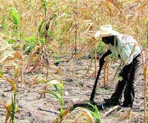 El informe detalla que el fenómeno de El Niño ha agudizado la situación de inseguridad alimentaria en el corredor seco.