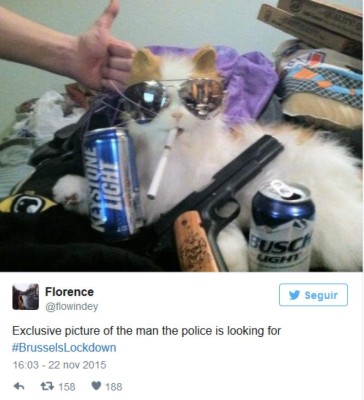 Usan gatos para atraer turistas a Bruselas