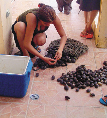 Promueven la extracción sostenida de curiles en el sur