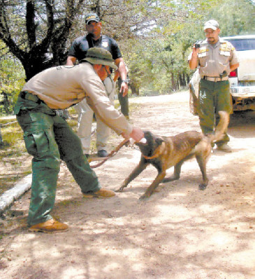 Nuevo escuadrón canino desata lucha antidrogas en Honduras