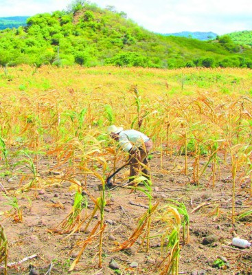 Pérdidas por sequía ascienden a un millón de quintales de granos