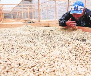 La producción de café genera empleo a más de un millón de personas en la temporada. De este rubro dependen cerca de 130,000 familias.