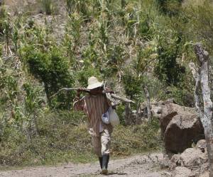 El productor Cristóbal Flores quiere que funcionen las cosechadoras.