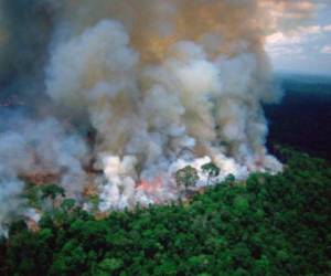 Los incendios han proliferado en gran medida para limpiar tierras de forma ilegal para explotar la agricultura, la ganadería y la minería.