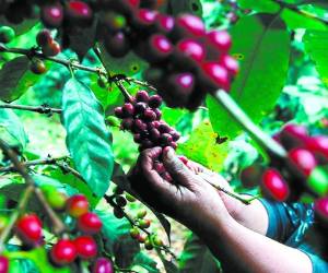 En Honduras se registran alrededor de 120,000 caficultores. Foto: EL HERALDO