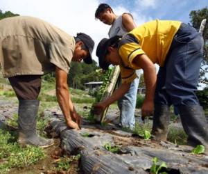 Según demanda de las empresas interesadas y preferentemente se iniciara con personas que trabajen en el área de la agricultura y de  servicios (Foto: El Heraldo Honduras/ Noticias de Honduras)