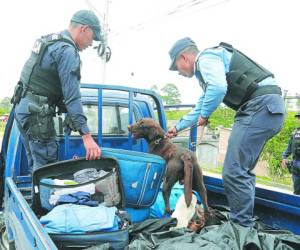 Un perro es utilizado para inspeccionar el equipaje de un vehículo que iba con dirección al norte del país.