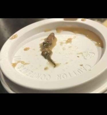 Una lagartija en el café