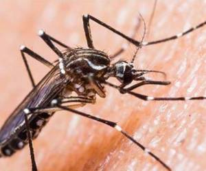 Este nuevo virus es transmitido por el mismo Aedes Aegypti que transmite el dengue y la chikungunya.