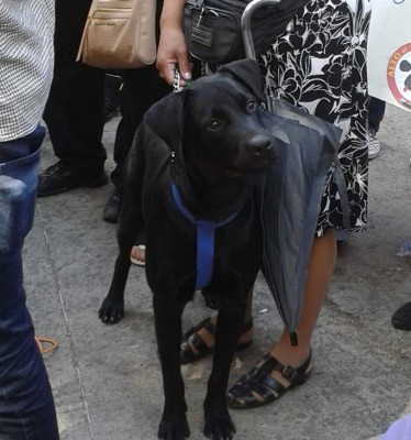 Honduras: Exigen aprobación de ley contra maltrato animal