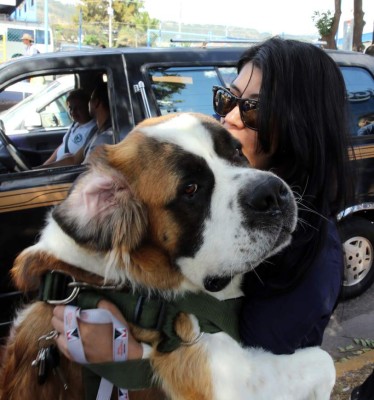 Honduras: Exigen protección para sus fieles amigos