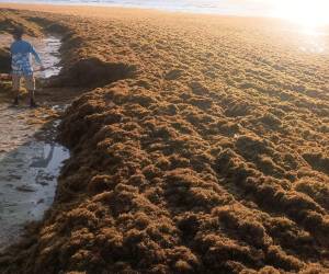 Este fenómeno climático se intensifica por el aumento de la temperatura del mar y las corrientes oceánicas, arrastrando grandes cantidades de material hacia la costa.