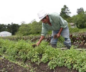 El agro es el más favorecido con la readecuación de deudas.