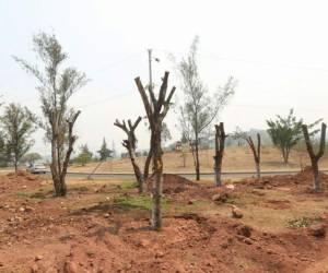 El último trasplante que se ha hecho, es de unos 100 árboles provenientes de la zona de la Kennedy, donde se construye el tercer tramo del Trans.