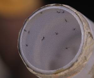 El Niño y el calentamiento han magnificado un brote de dengue. Mosquitos listos para análisis.