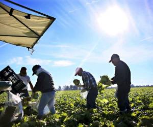La agricultura emplea al 28% de la población activa.