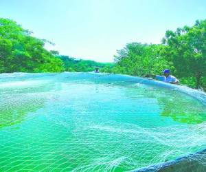 Dos de los estanques donde se cría la tilapia han sido construidos de geomembrana (láminas geosintéticas que permiten la colecta de agua).