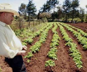 En volumen exportado incrementó de 140,000 a 146,000 toneladas.