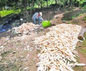 Héctor Flores es uno de los pequeños productores que sembraron “en seco”, él logró que la milpa le diera un poco de maíz.