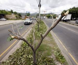Las muestras de malestar persisten en la ciudad y grupos de jóvenes se han trasladado a las zonas taladas para exigir el cese de corte de árboles.