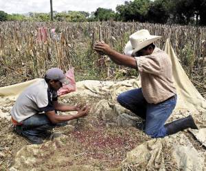 La producción de frijoles ha sido escasa en la cosecha de primera que lograron obtener los campesinos del departamento de El Paraíso. El pronóstico para la temporada de postrera no es nada halagador.