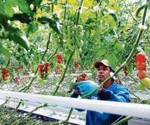La ventaja del cultivo de tomates es que este se realiza durante todo el año (Foto: El Heraldo Honduras/ Noticias de Honduras)