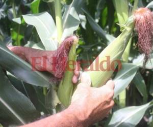 El maíz reporta los mejores resultados con un incremento de casi 900,000 quintales cosechados.