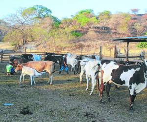 Empresarios y autoridades impulsan medidas para aumentar el hato ganadero.