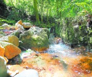 La reserva de La Tigra abastece de agua a cuatro municipios de Francisco Morazán.